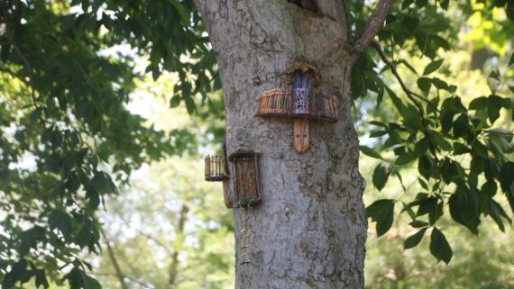 Fairy houses perched on a tree found in the West Ridge Nature Preserve