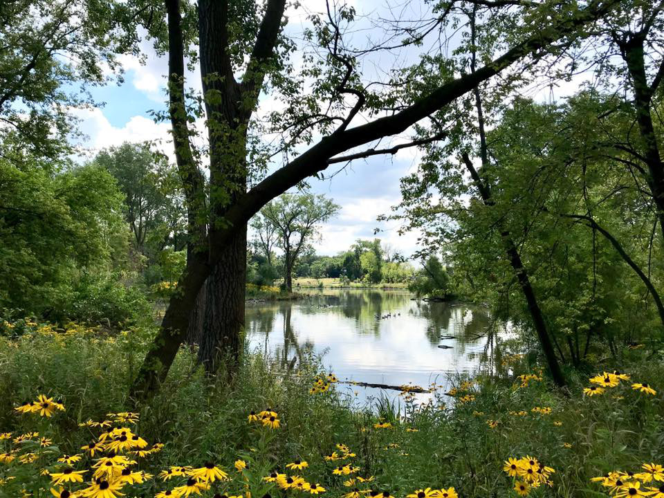 a calm river surrounded by trees, grass and yellow flowers
