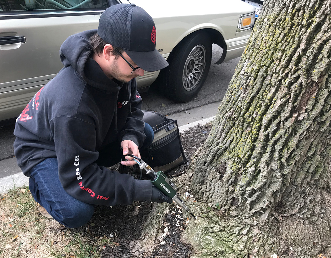 City of Chicago Solicits Bid to Preserve City’s Ash Trees