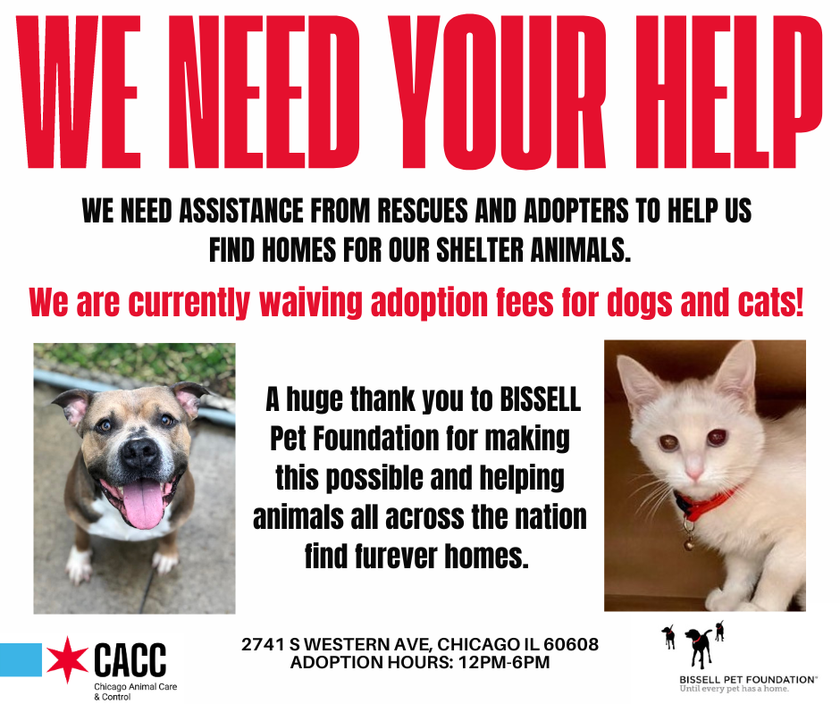 Chicago Animal Care and Control Needs Your Help! Adoption Event