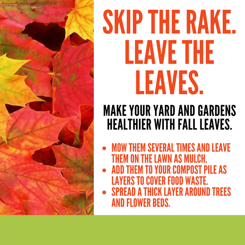 It’s Leaf-Dropping Season! Here’s What That Means for Your Street.